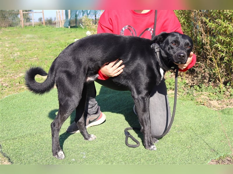 Leon, Labrador-Mix, lieb und verträglich
