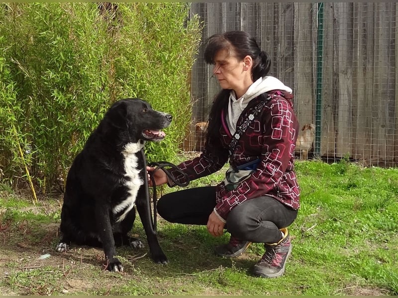 Sinatra, Mix Labrador / Flat Coated Retriever  - toller Hund!