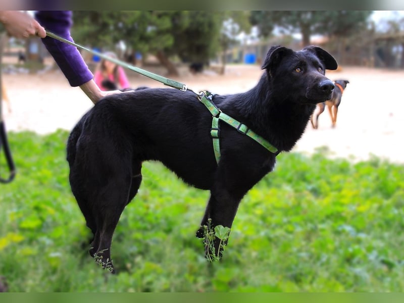 Denzel, Labrador-Mix - freundlich und sozial