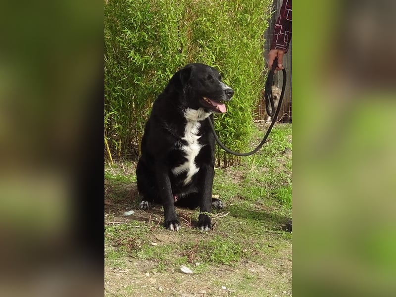 Sinatra, Mix Labrador / Flat Coated Retriever  - toller Hund!