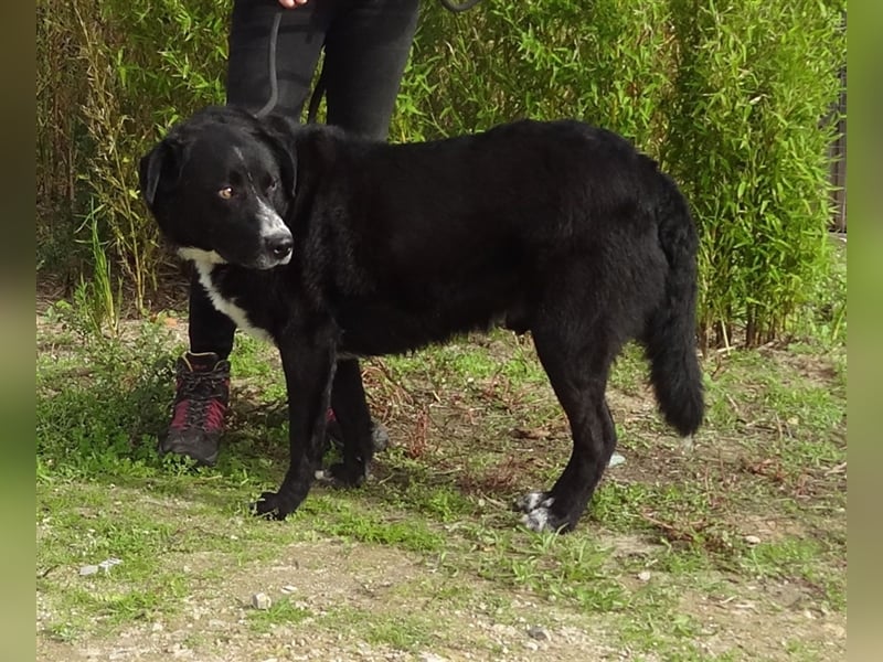 Sinatra, Mix Labrador / Flat Coated Retriever  - toller Hund!