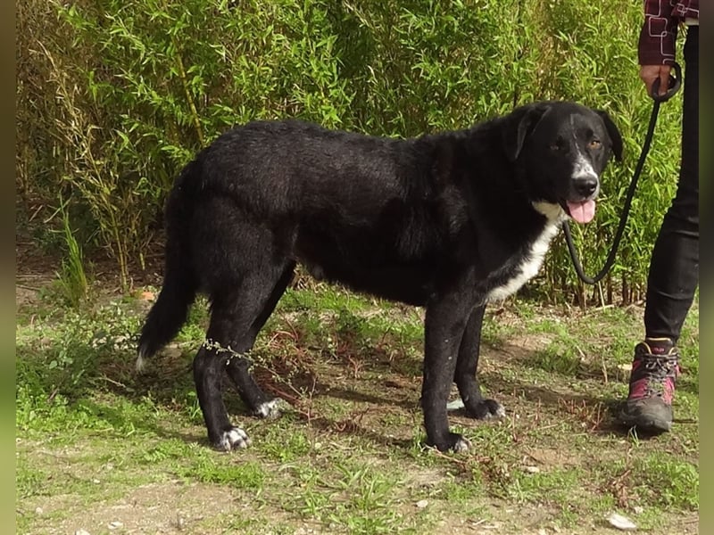 Sinatra, Mix Labrador / Flat Coated Retriever  - toller Hund!