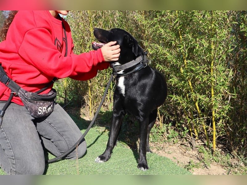 Leon, Labrador-Mix, lieb und verträglich