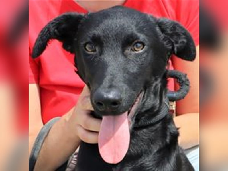Santiago, Labrador-Mix, lieb und verträglich