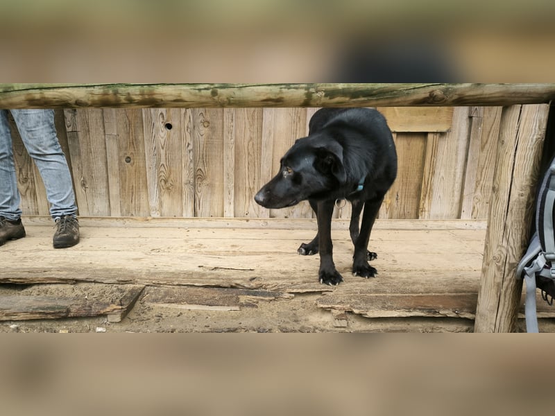 Denzel, Labrador-Mix - freundlich und sozial