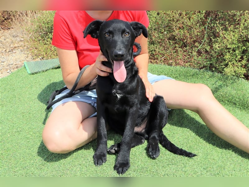 Santiago, Labrador-Mix, lieb und verträglich
