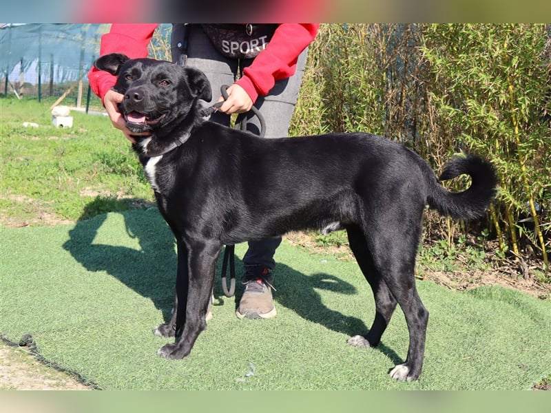 Leon, Labrador-Mix, lieb und verträglich