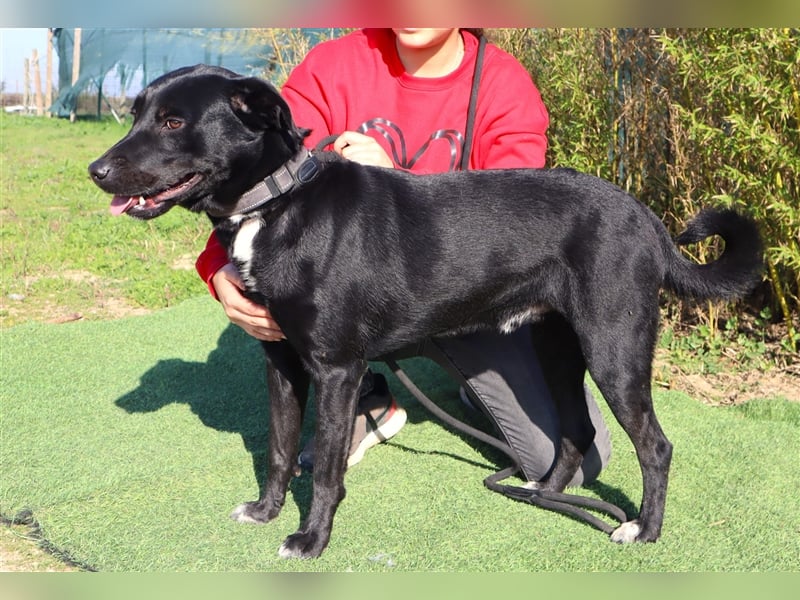 Leon, Labrador-Mix, lieb und verträglich