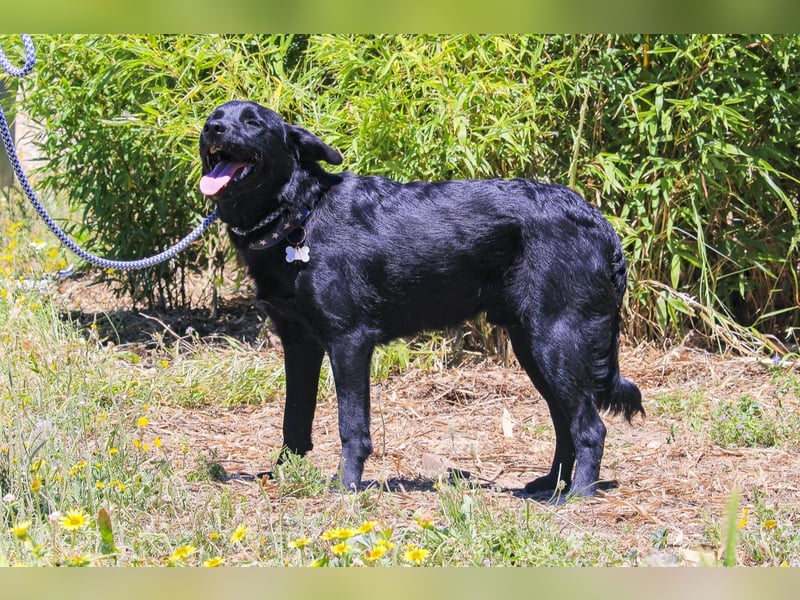 Champ, Labrador-Mix, lieb und sozial