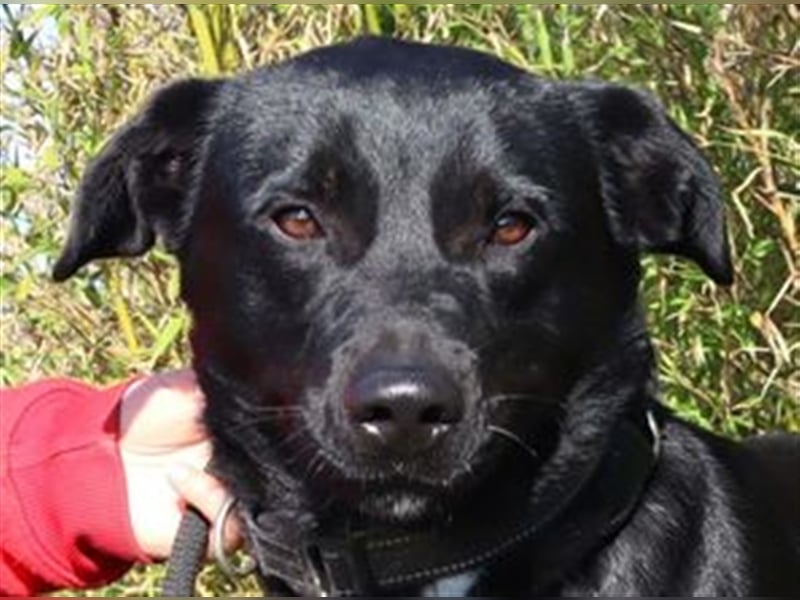 Leon, Labrador-Mix, lieb und verträglich