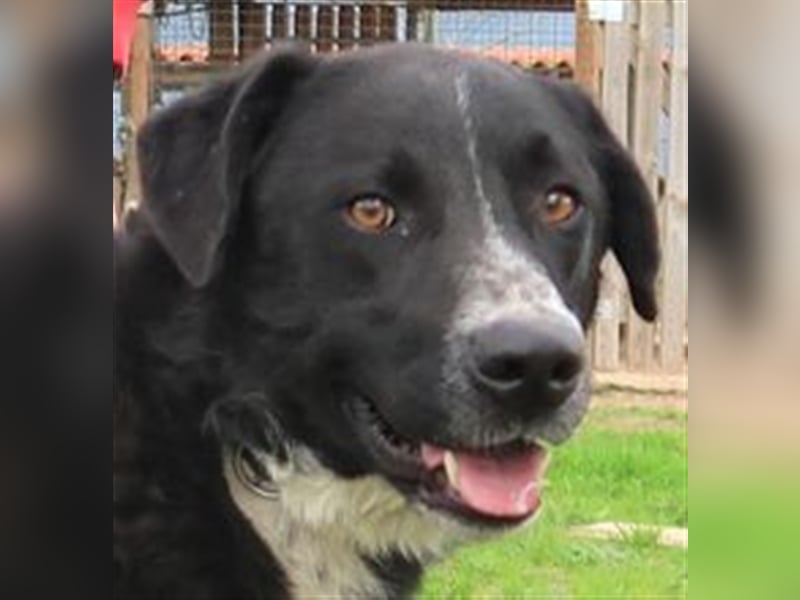 Sinatra, Mix Labrador / Flat Coated Retriever  - toller Hund!