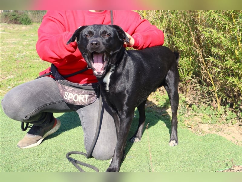 Leon, Labrador-Mix, lieb und verträglich