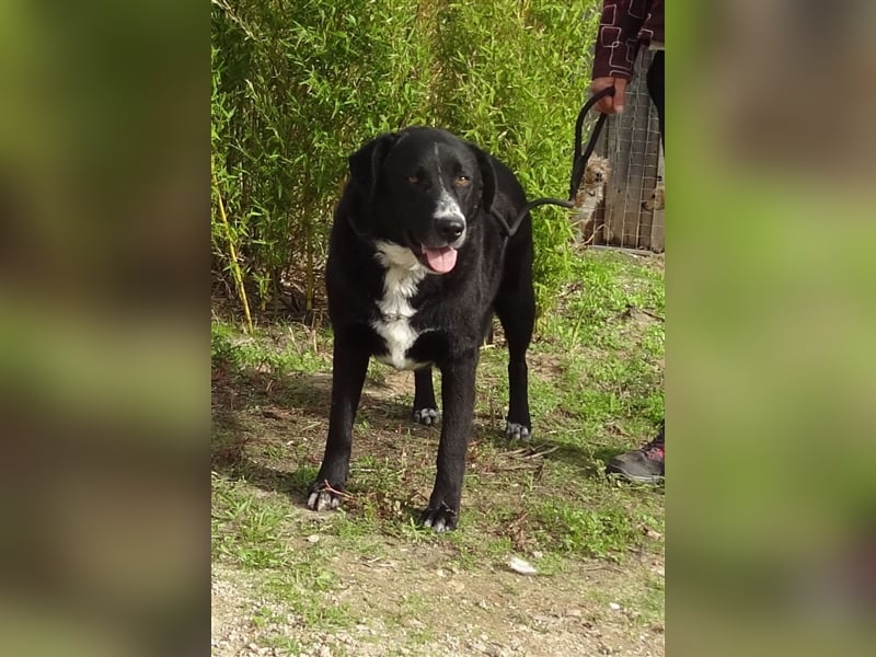Sinatra, Mix Labrador / Flat Coated Retriever  - toller Hund!
