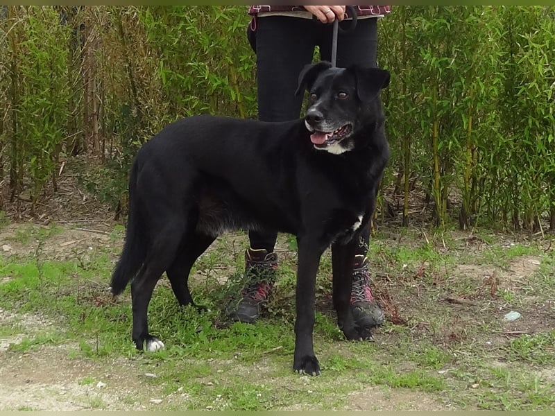 Clancy, Labrador-Mix , lieb und verträglich