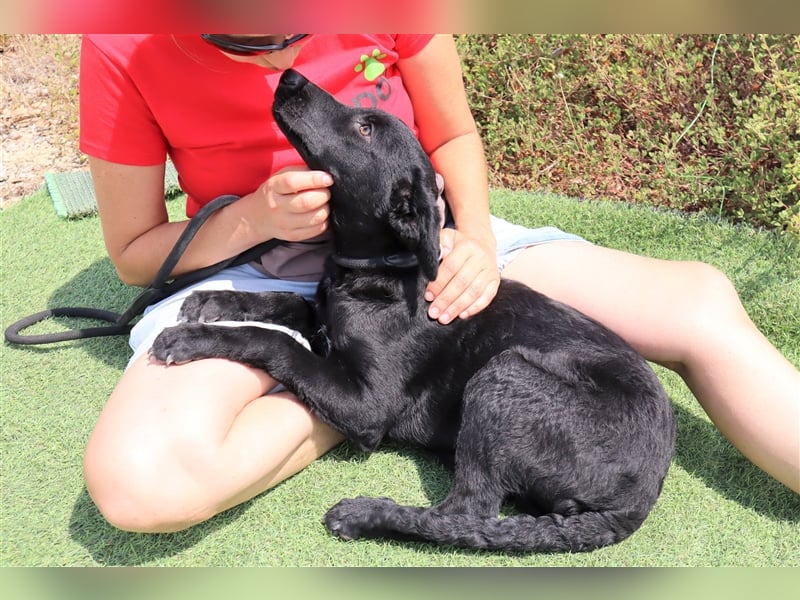 Santiago, Labrador-Mix, lieb und verträglich
