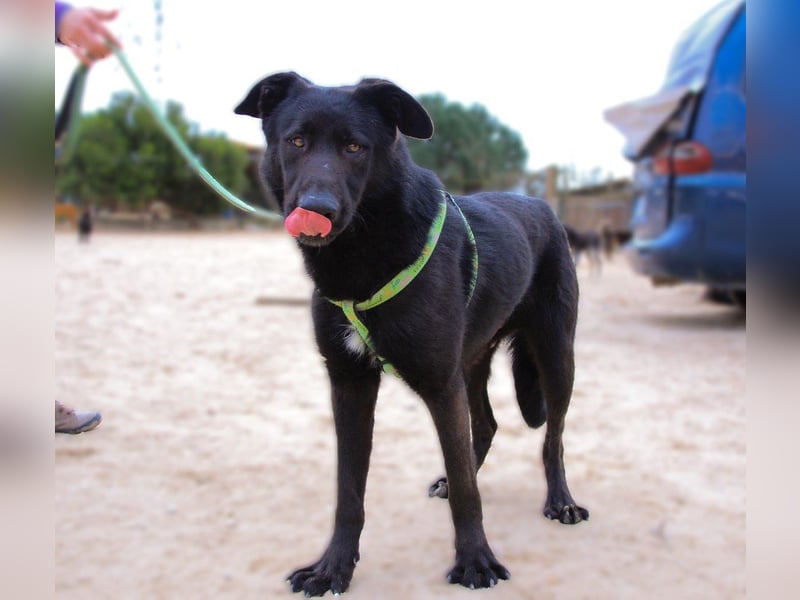 Denzel, Labrador-Mix - freundlich und sozial