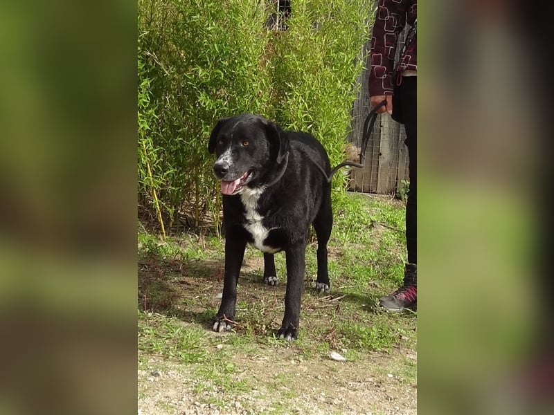 Sinatra, Mix Labrador / Flat Coated Retriever  - toller Hund!