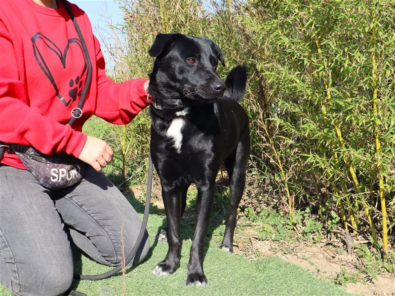 Leon, Labrador-Mix, lieb und verträglich