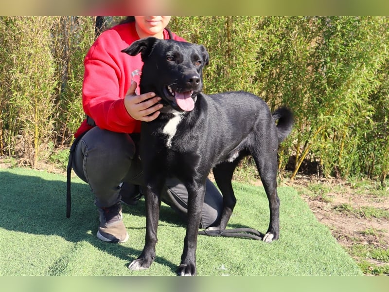 Leon, Labrador-Mix, lieb und verträglich