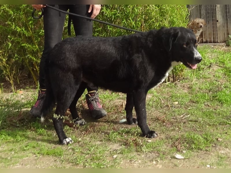 Sinatra, Mix Labrador / Flat Coated Retriever  - toller Hund!