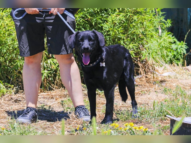 Champ, Labrador-Mix, lieb und sozial
