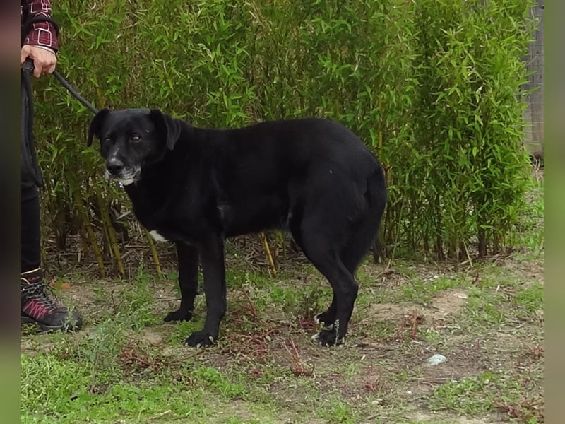 Clancy, Labrador-Mix , lieb und verträglich