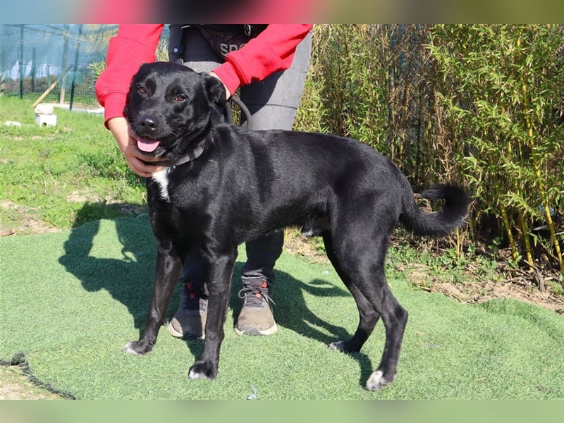 Leon, Labrador-Mix, lieb und verträglich