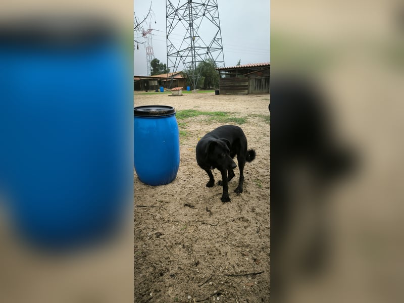 Denzel, Labrador-Mix - freundlich und sozial