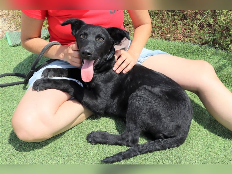 Santiago, Labrador-Mix, lieb und verträglich