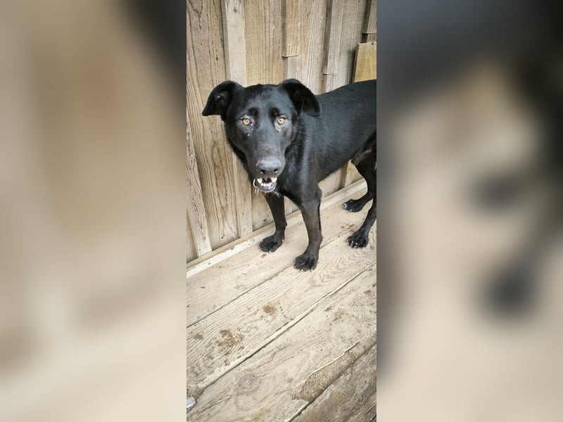Denzel, Labrador-Mix - freundlich und sozial