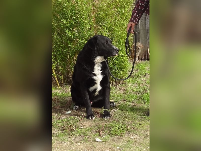 Sinatra, Mix Labrador / Flat Coated Retriever  - toller Hund!