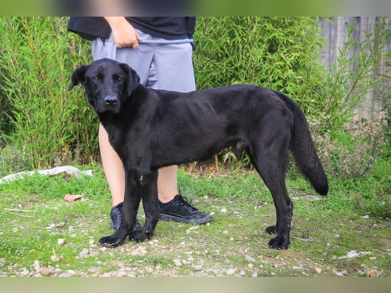 Ramos, Labrador-Mix, lieb und verträglich