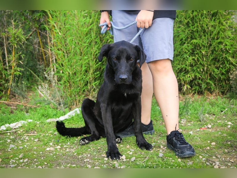 Ramos, Labrador-Mix, lieb und verträglich