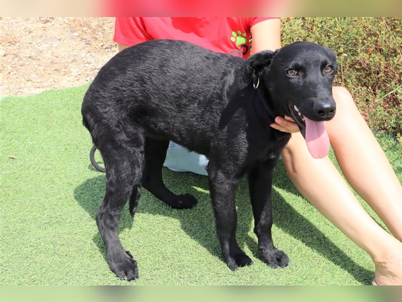 Santiago, Labrador-Mix, lieb und verträglich