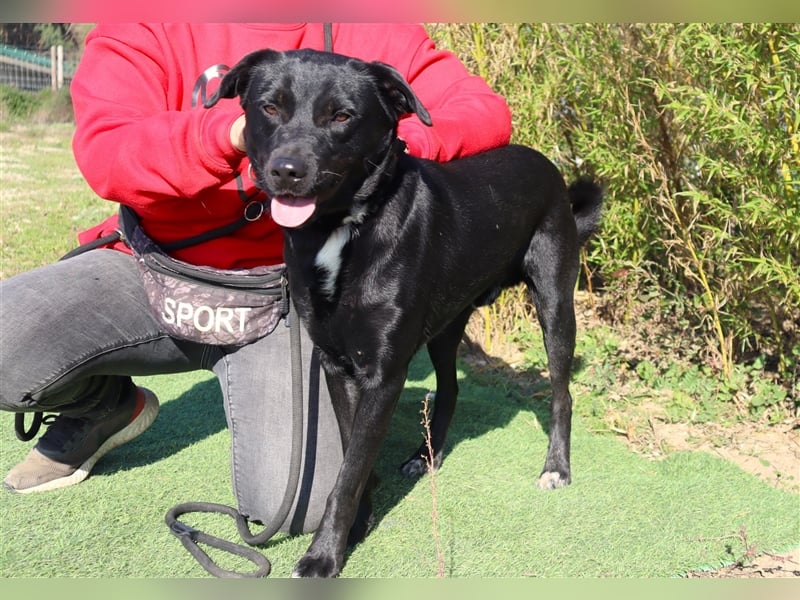 Leon, Labrador-Mix, lieb und verträglich