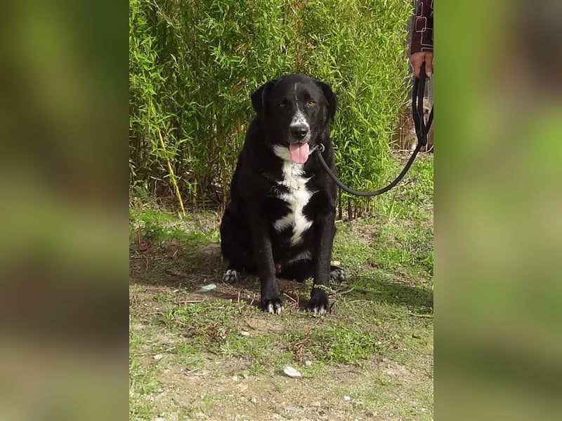 Sinatra, Mix Labrador / Flat Coated Retriever  - toller Hund!