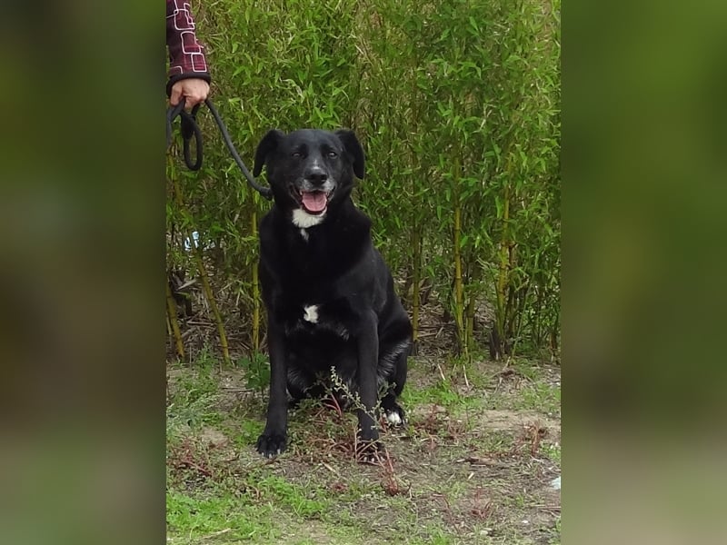 Clancy, Labrador-Mix , lieb und verträglich