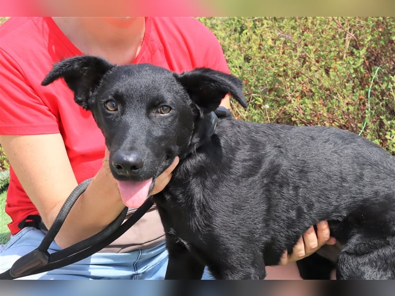 Santiago, Labrador-Mix, lieb und verträglich