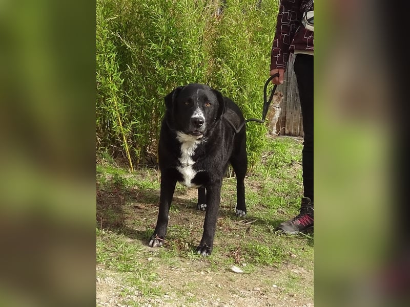 Sinatra, Mix Labrador / Flat Coated Retriever  - toller Hund!