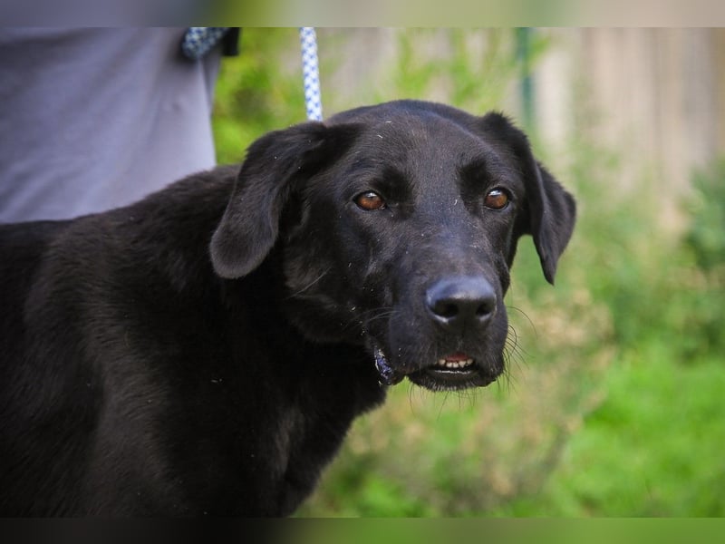 Ramos, Labrador-Mix, lieb und verträglich
