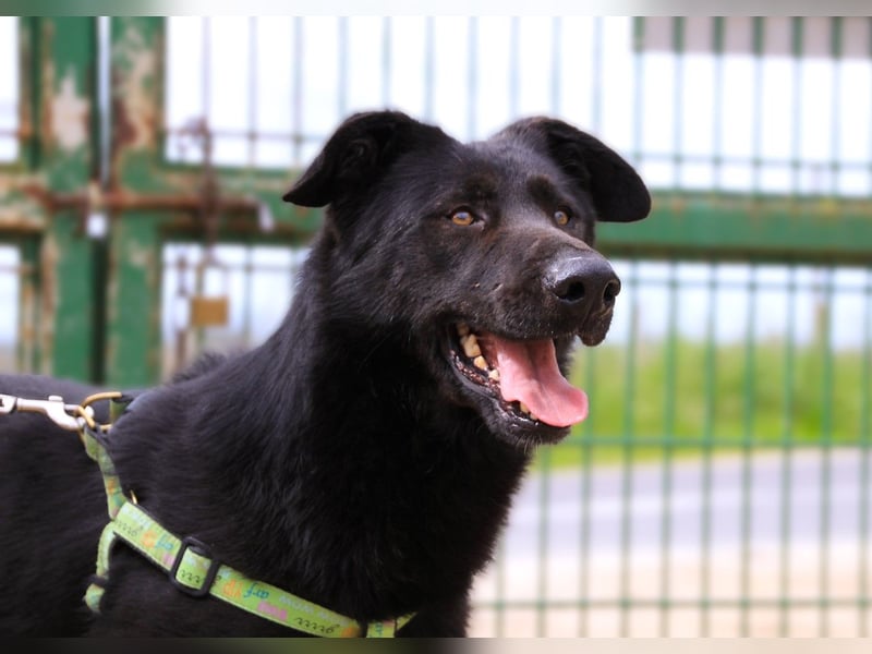 Denzel, Labrador-Mix - freundlich und sozial