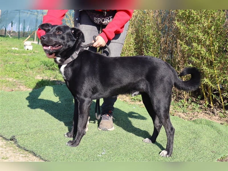 Leon, Labrador-Mix, lieb und verträglich