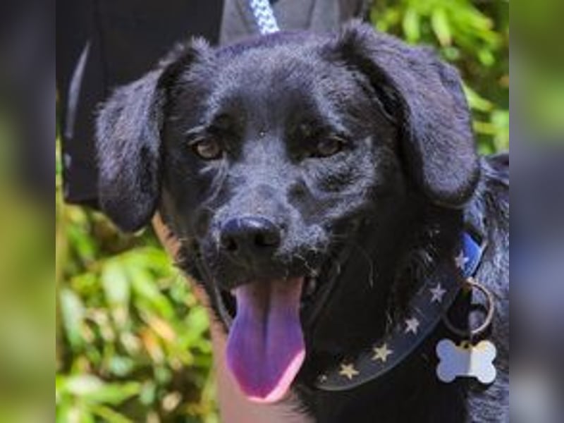 Champ, Labrador-Mix, lieb und sozial