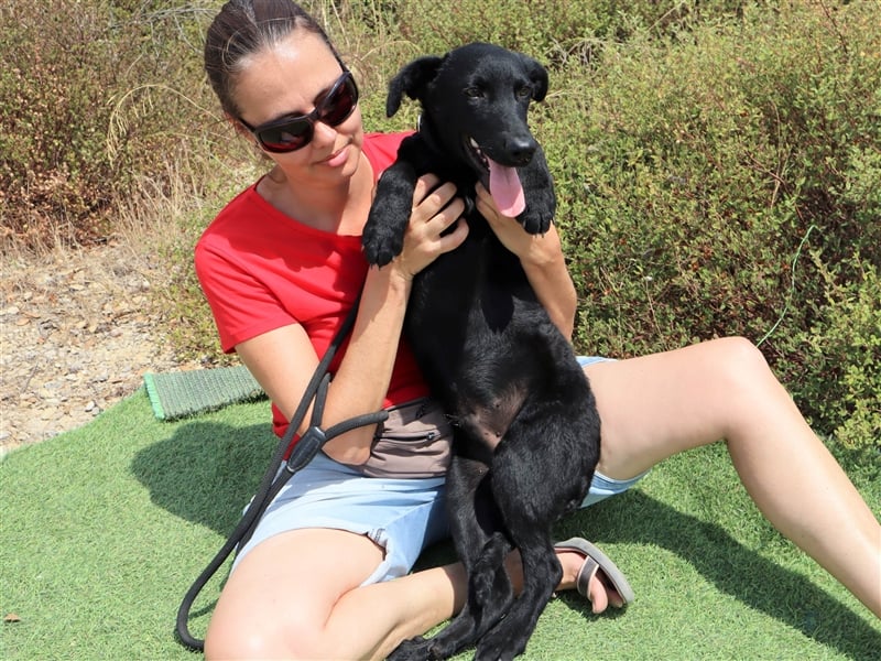 Santiago, Labrador-Mix, lieb und verträglich