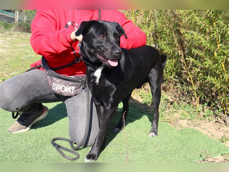 Leon, Labrador-Mix, lieb und verträglich