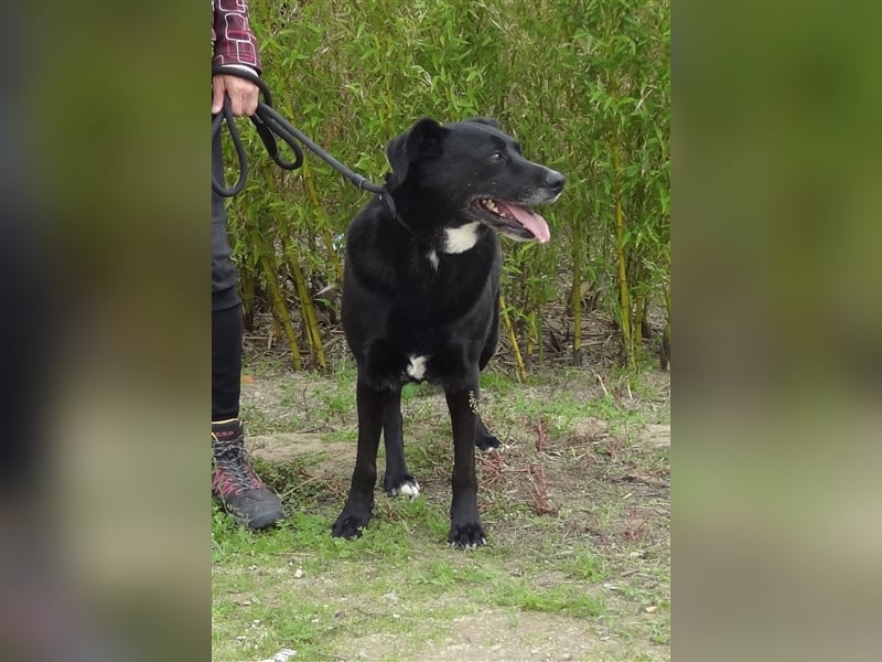 Clancy, Labrador-Mix , lieb und verträglich