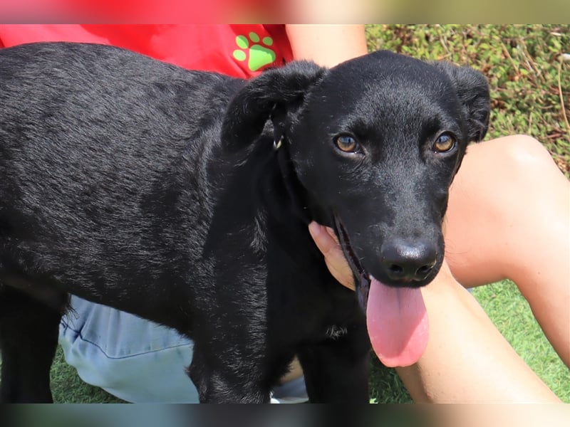 Santiago, Labrador-Mix, lieb und verträglich