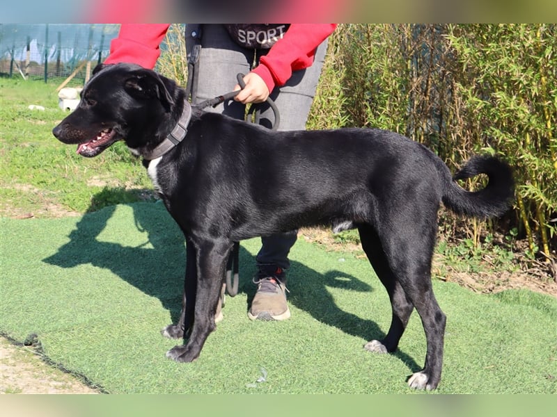 Leon, Labrador-Mix, lieb und verträglich
