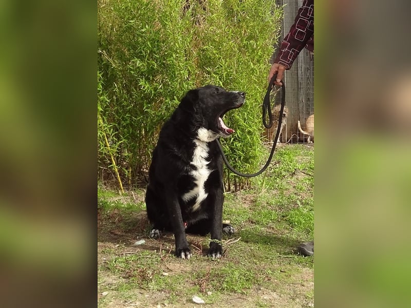 Sinatra, Mix Labrador / Flat Coated Retriever  - toller Hund!