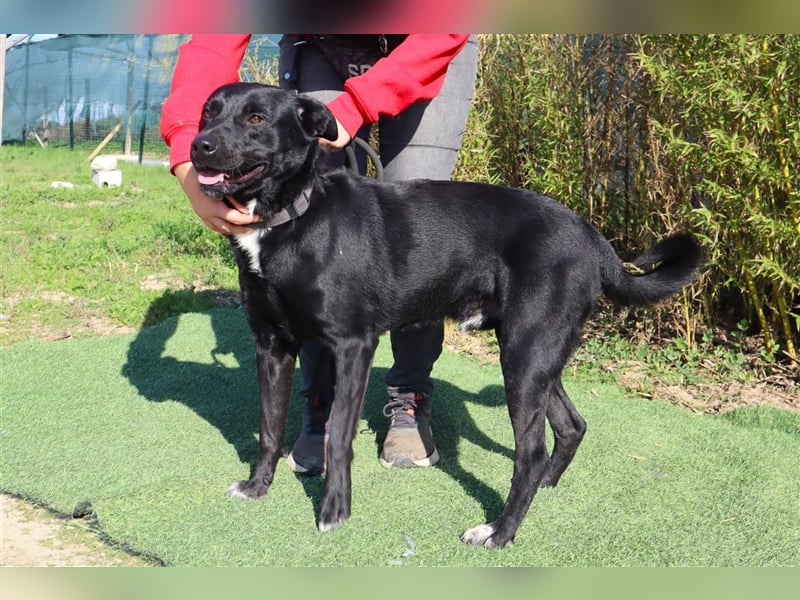 Leon, Labrador-Mix, lieb und verträglich